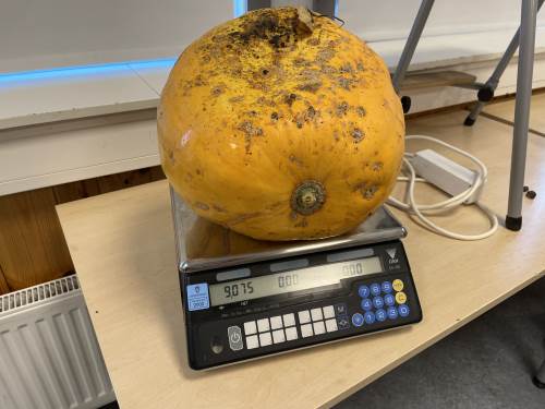 Det største gresskaret vårt ble over 9 kilo. Elevene laget fantastisk god gresskarsuppe i Mat og Helse i uke 41.